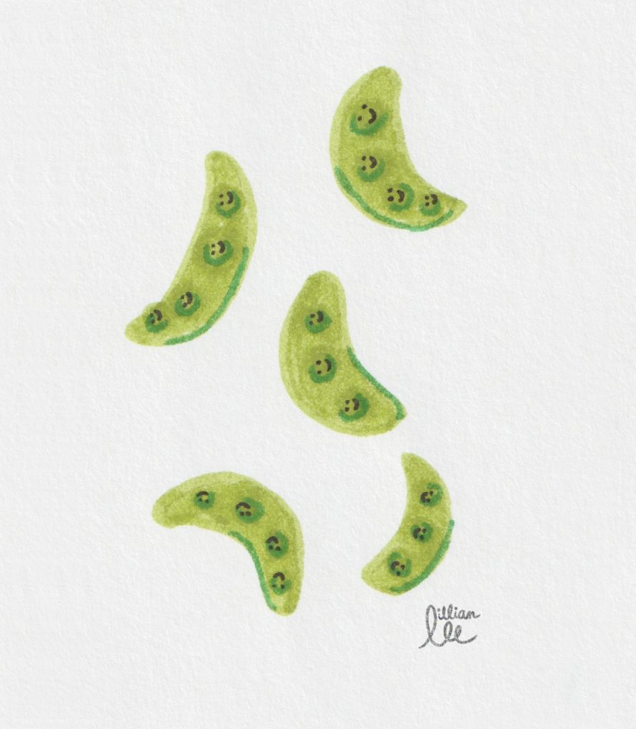 snow peas illustration by Lillian Lee
