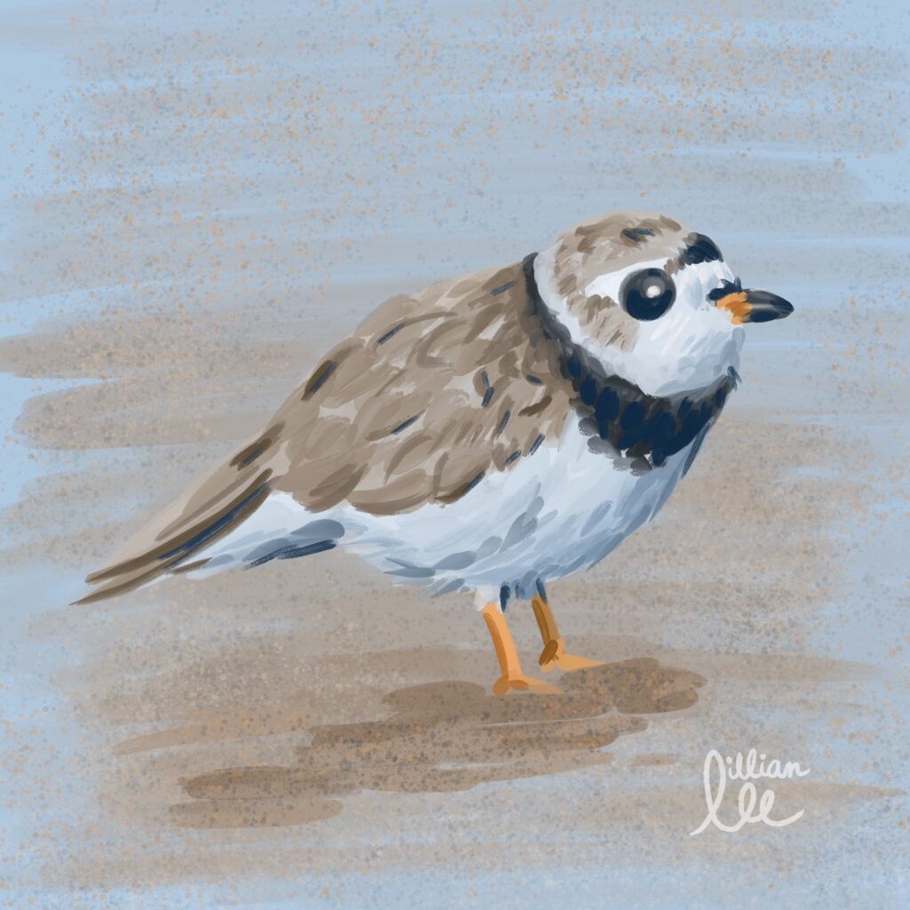 artwork of a piping plover bird by lillian lee